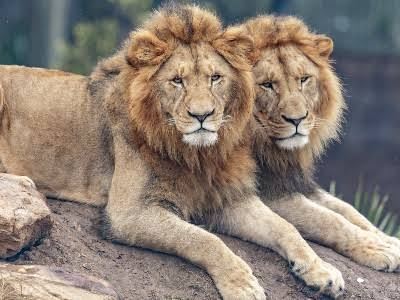 Yaponiyada dəhşətli istilər: Zooparkda 3 şir öldü