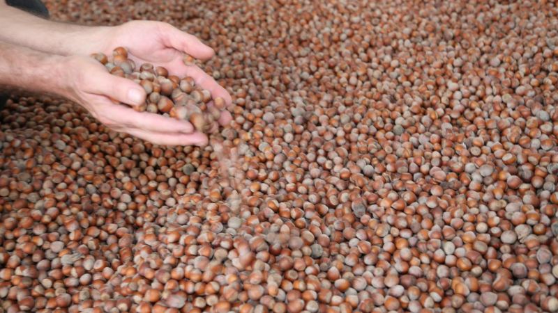 Türkiyə fındıq ixracından 2,4 milyard dollar qazandı 