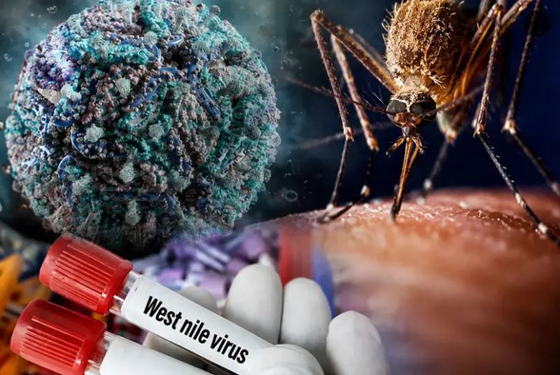 Avropada virus həyəcanı: Yoluxmalar artır, ölənlər var