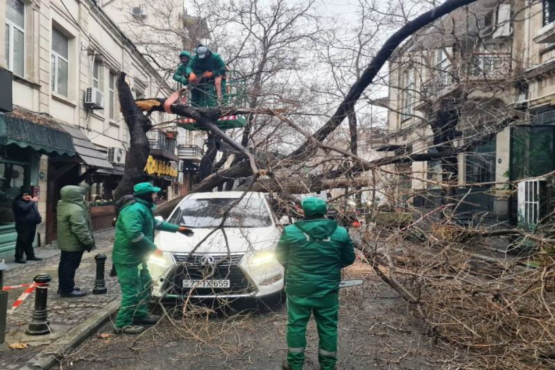 İki gün ərzində Bakıda 78 ağac sınıb 