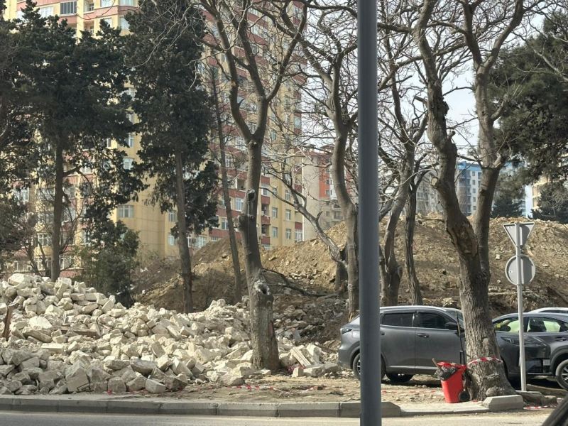 Nərimanov rayonunda söküntü zamanı ağaclar məhv edilir (VİDEO) 