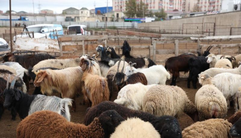 Ölkədə heyvan qiymətləri BAHALAŞDI 