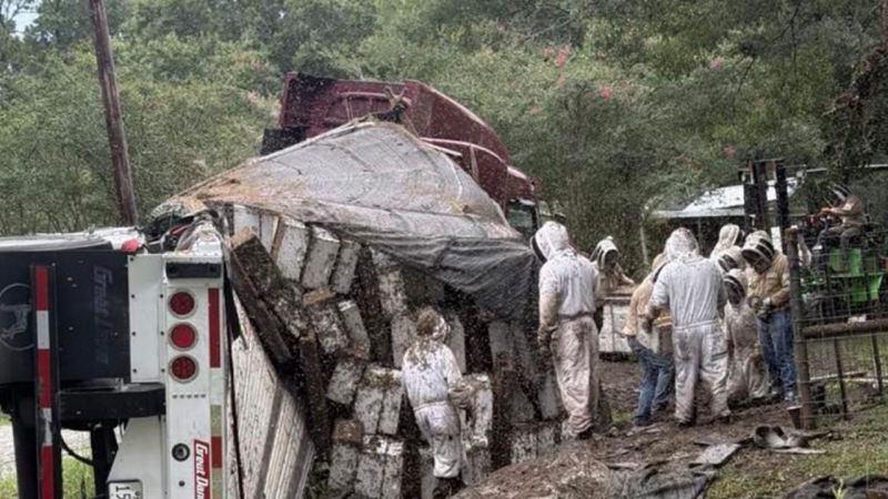 Texasda arı yüklü yük maşını aşdı: Milyonlarla arı ətrafa yayıldı 