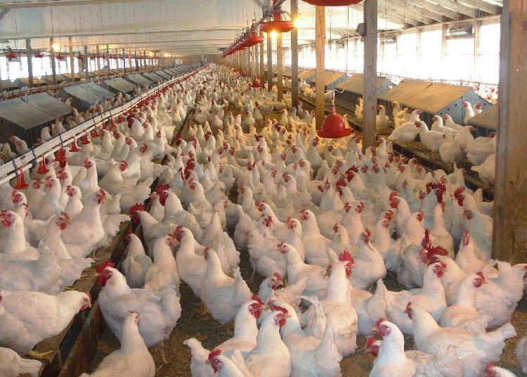 Azərbaycanda hormonlu broyler toyuqları yetişdirilir? - RƏSMİ AÇIQLAMA 