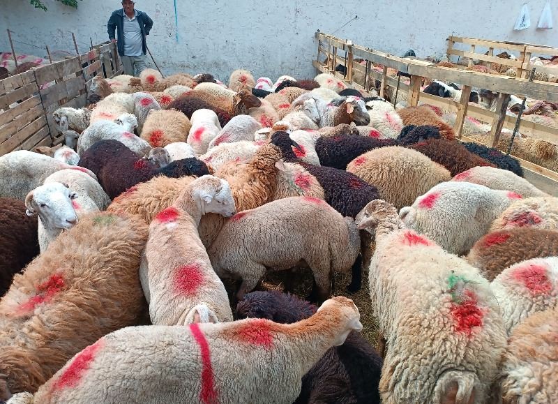 Qurban bayramı ilə bağlı qaydalar açıqlandı 