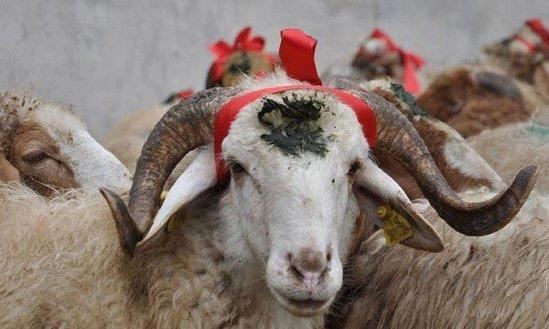Qurbanlıq heyvanlar bu ünvanlarda KƏSİLİB SATILACAQ 