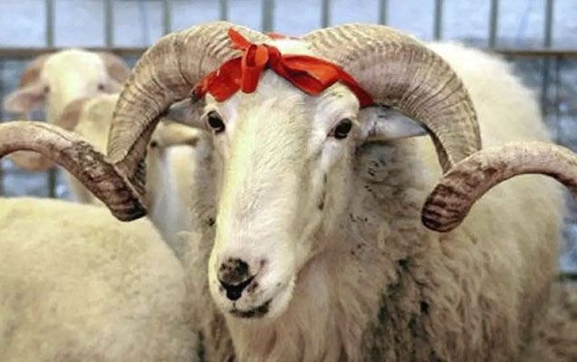 Qurban bayramı ilə bağlı təhlükəsiz heyvan kəsimi və satışına nəzarət gücləndirilib 
