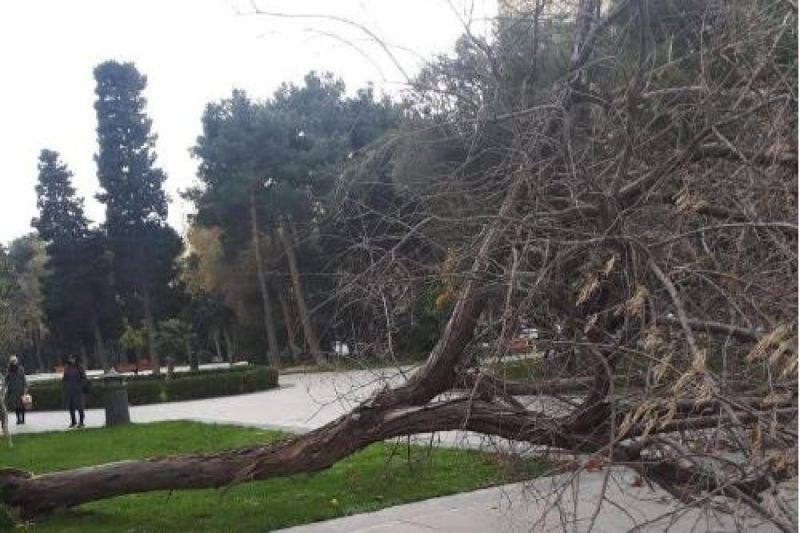 Külək nəticəsində Bakıda 41 ağac sınıb 